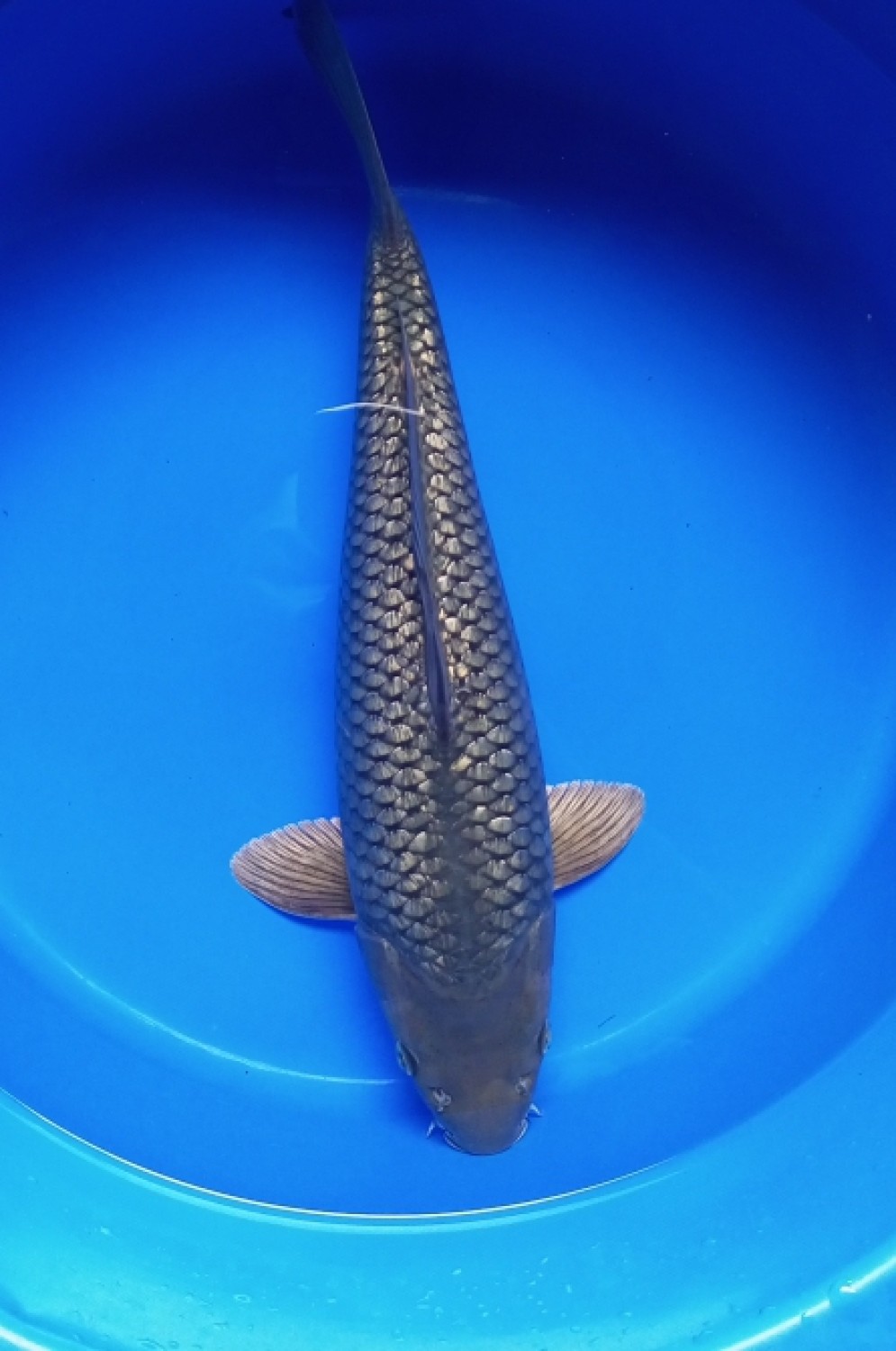 Juara 1