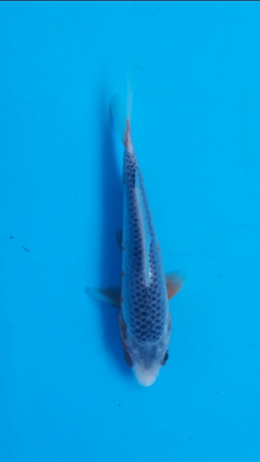 Juara 2