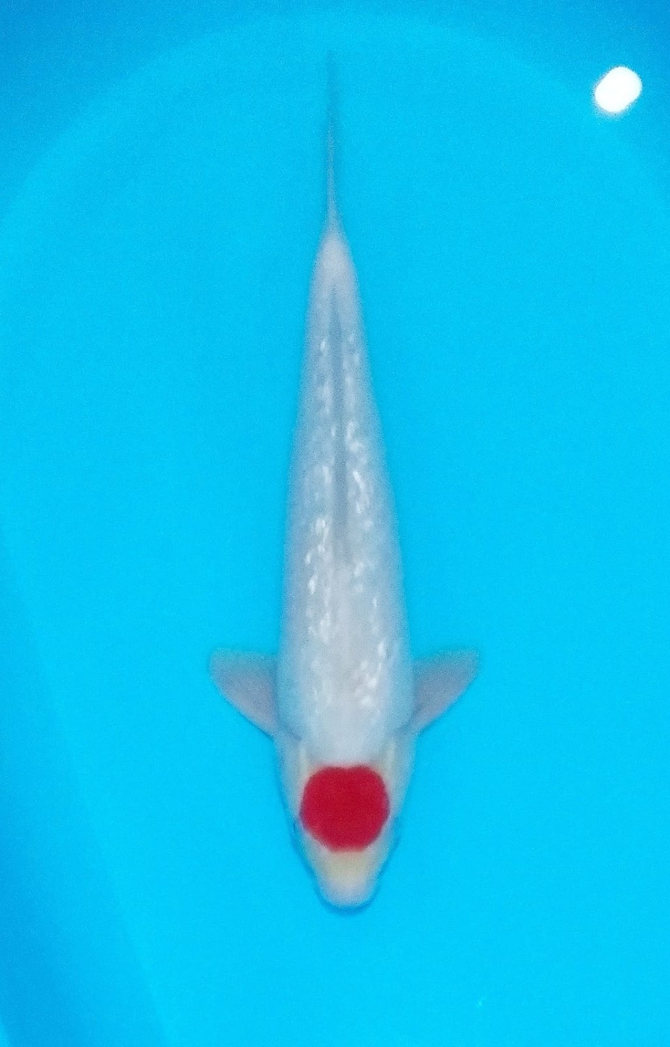 Juara 5