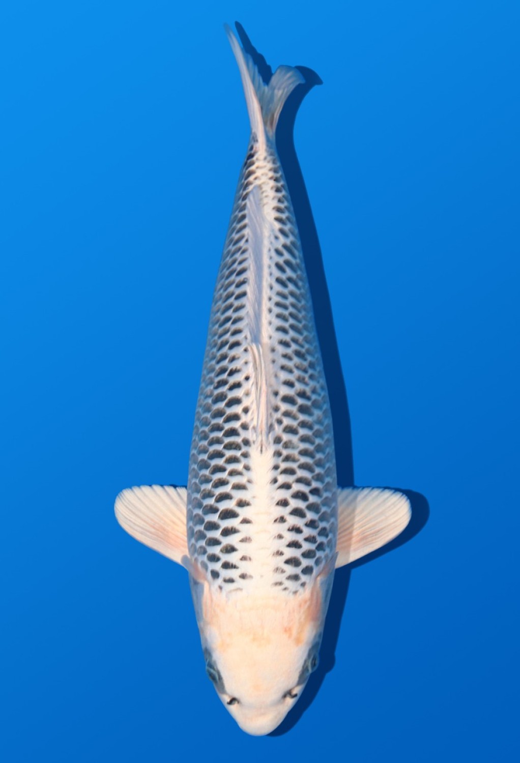 Juara 5