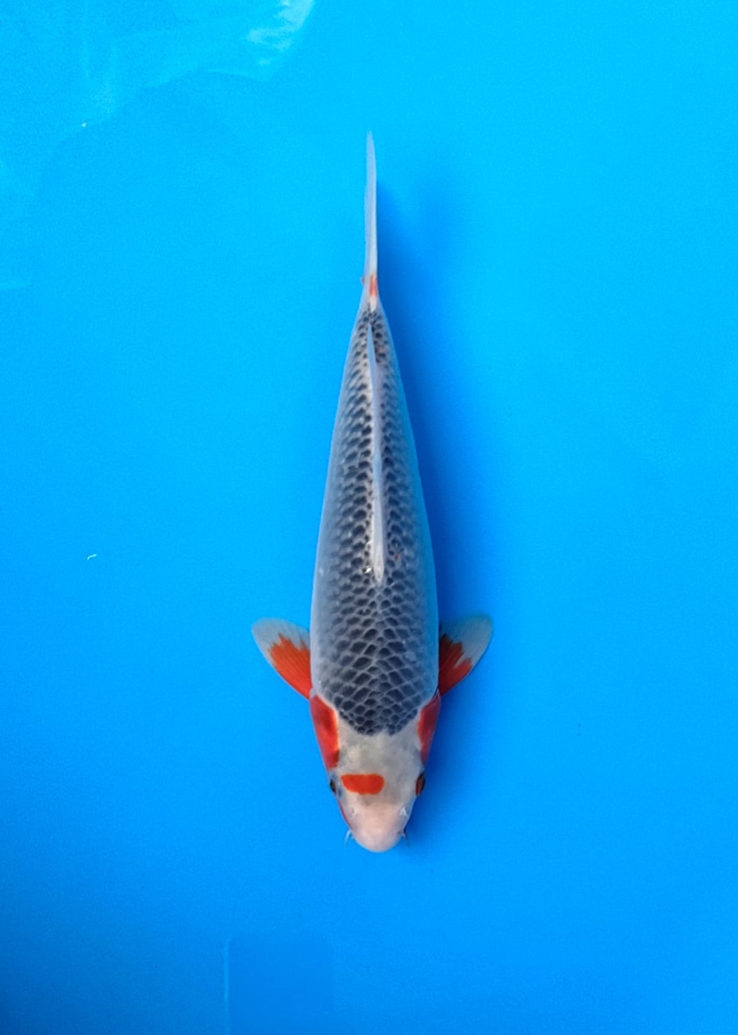 Juara 1