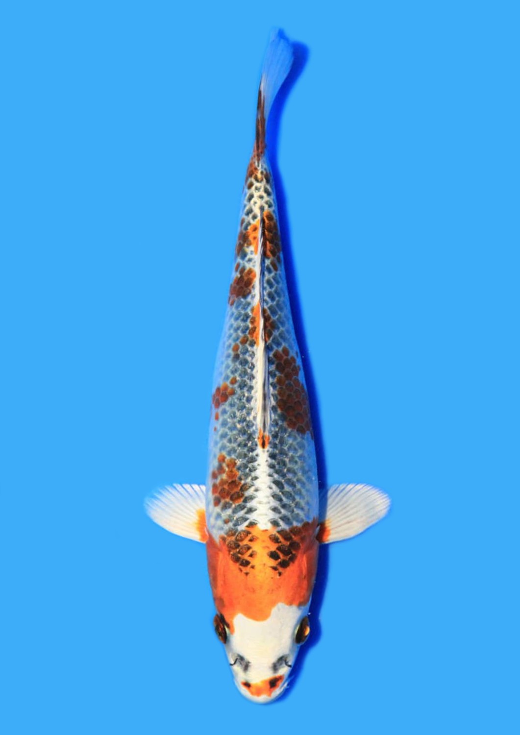 Juara 2