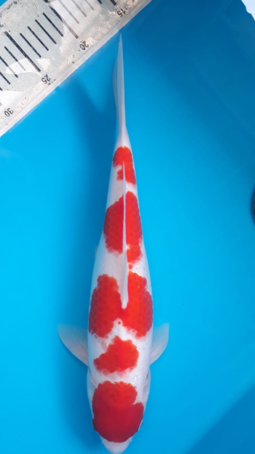 Juara 2