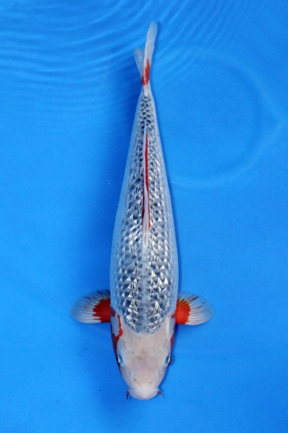Juara 1