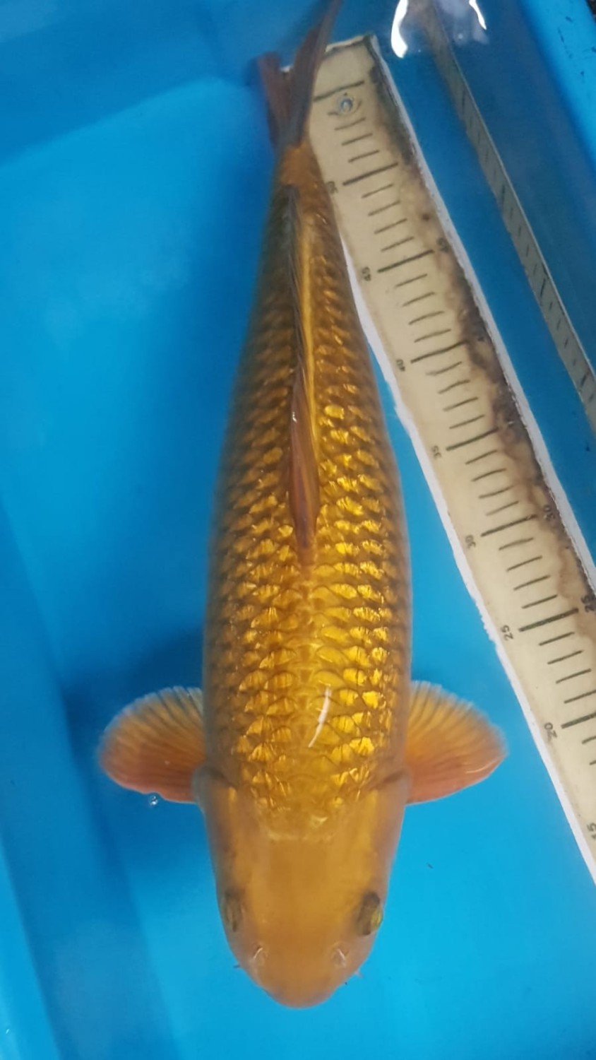 Juara 1