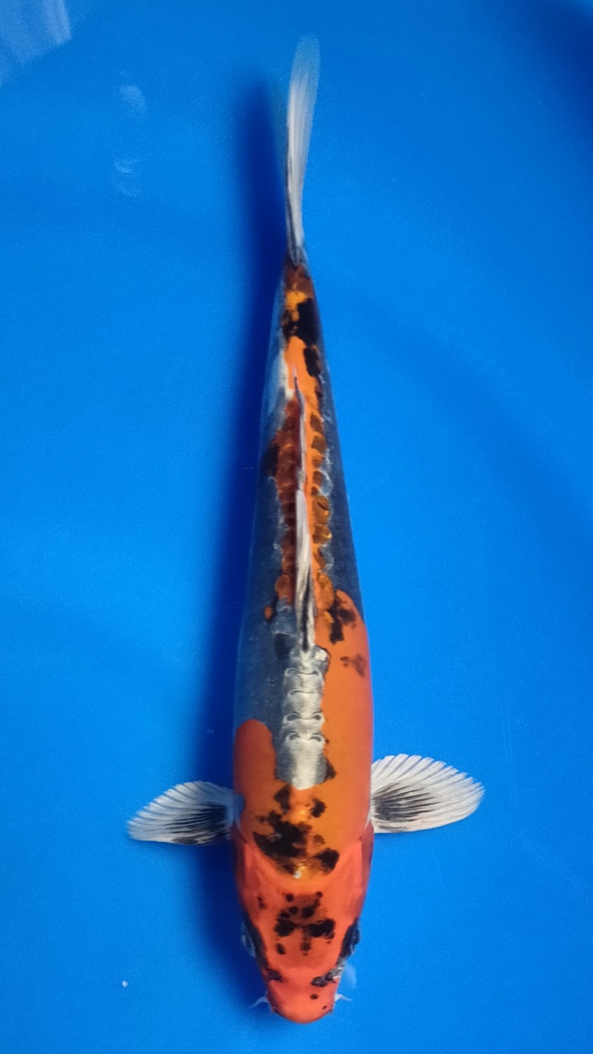Juara 4
