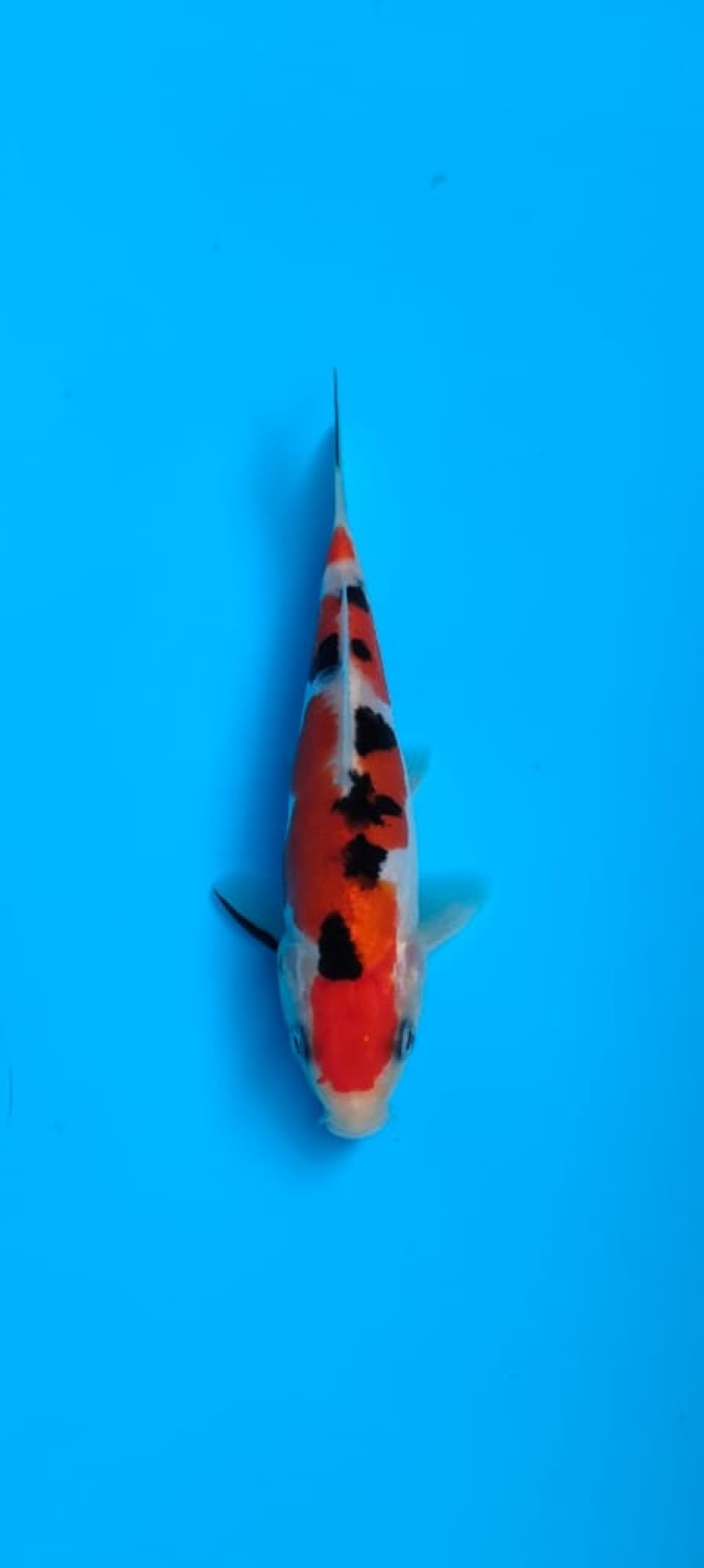 Best In Size C Up To 12 cm