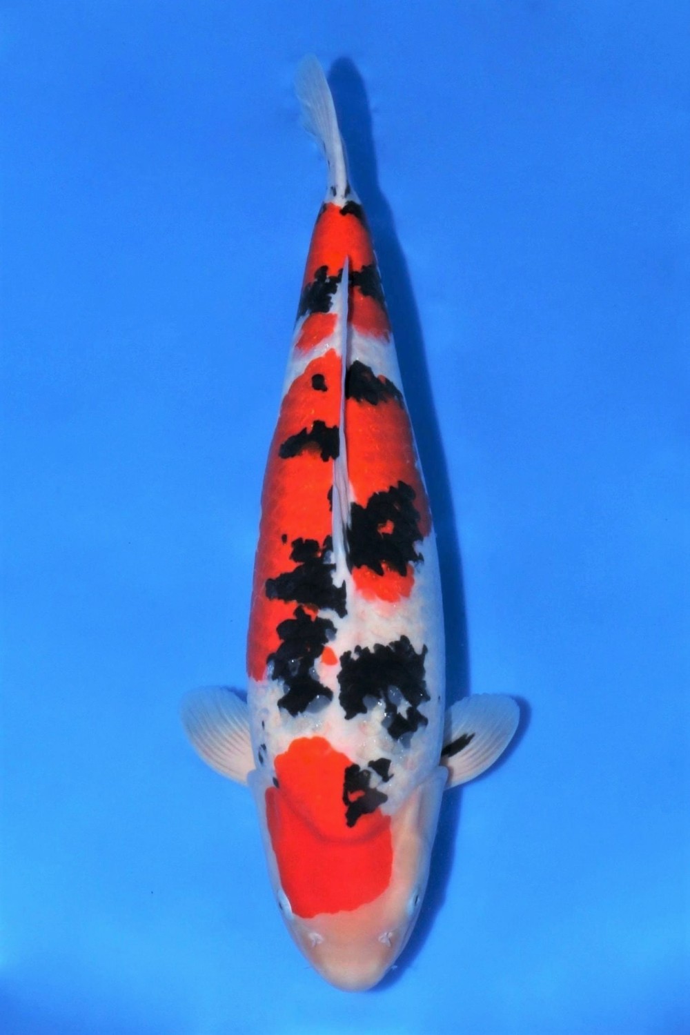 Juara 2