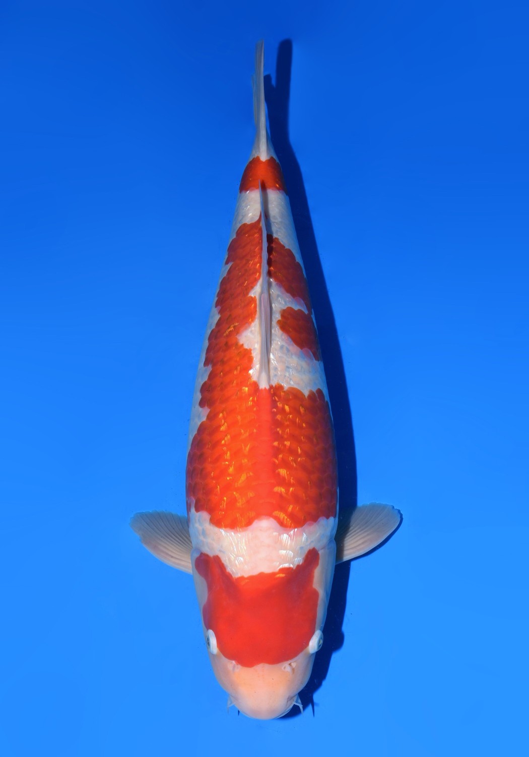 Adult Champion B