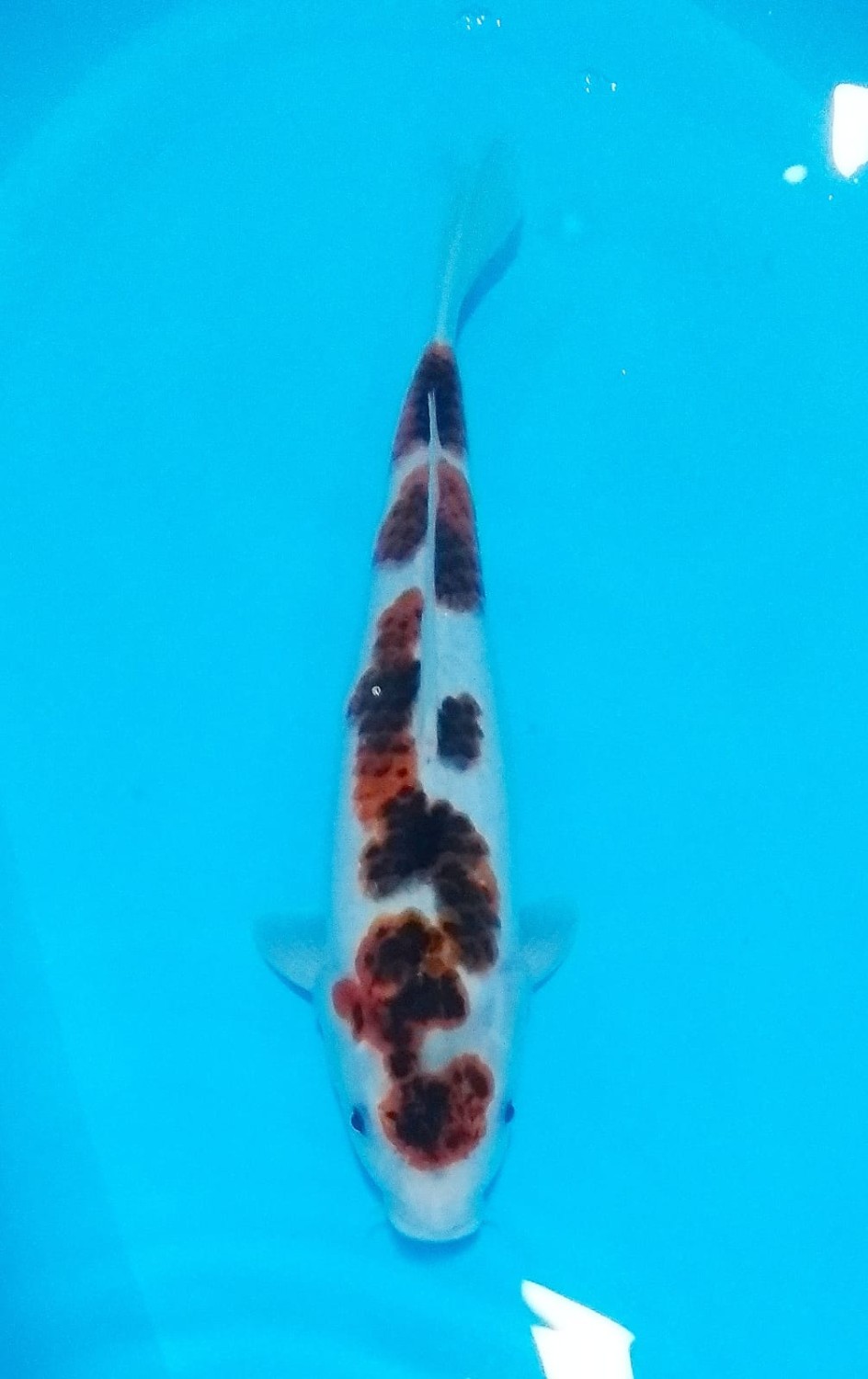 Juara 2