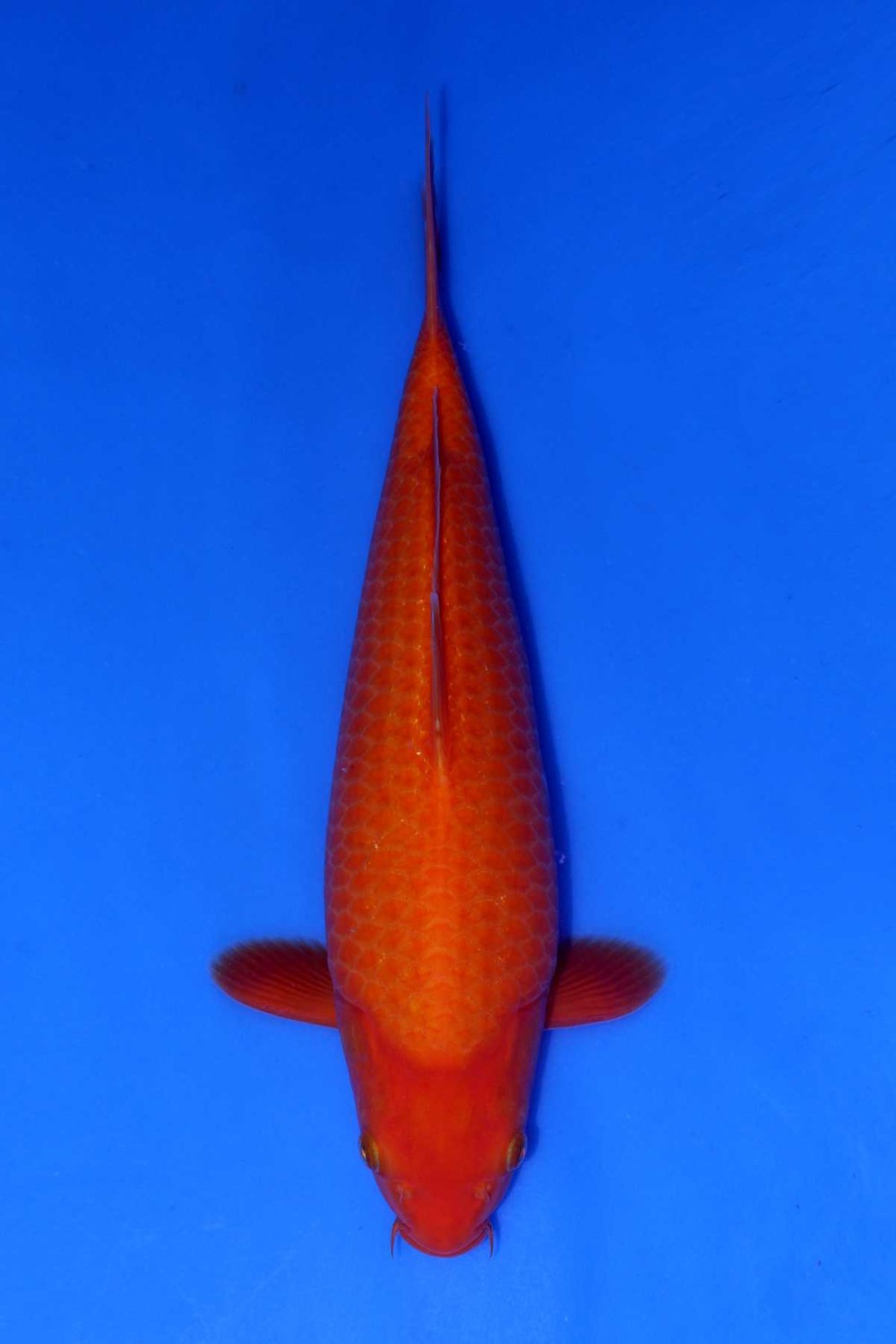 Juara 1
