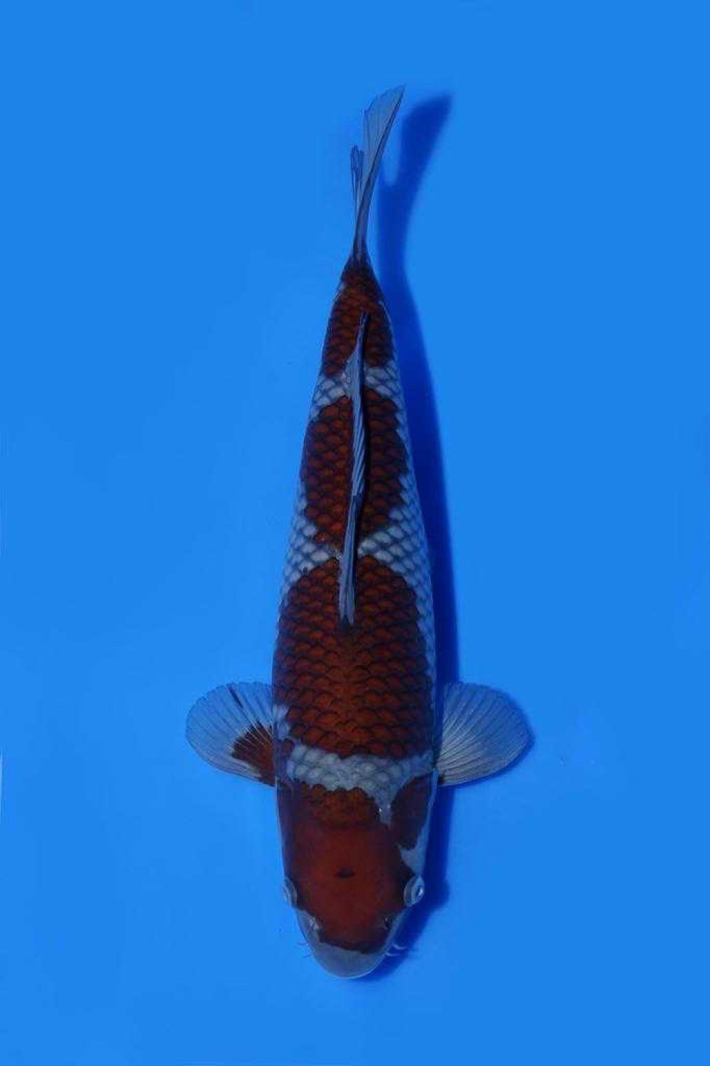Juara 1