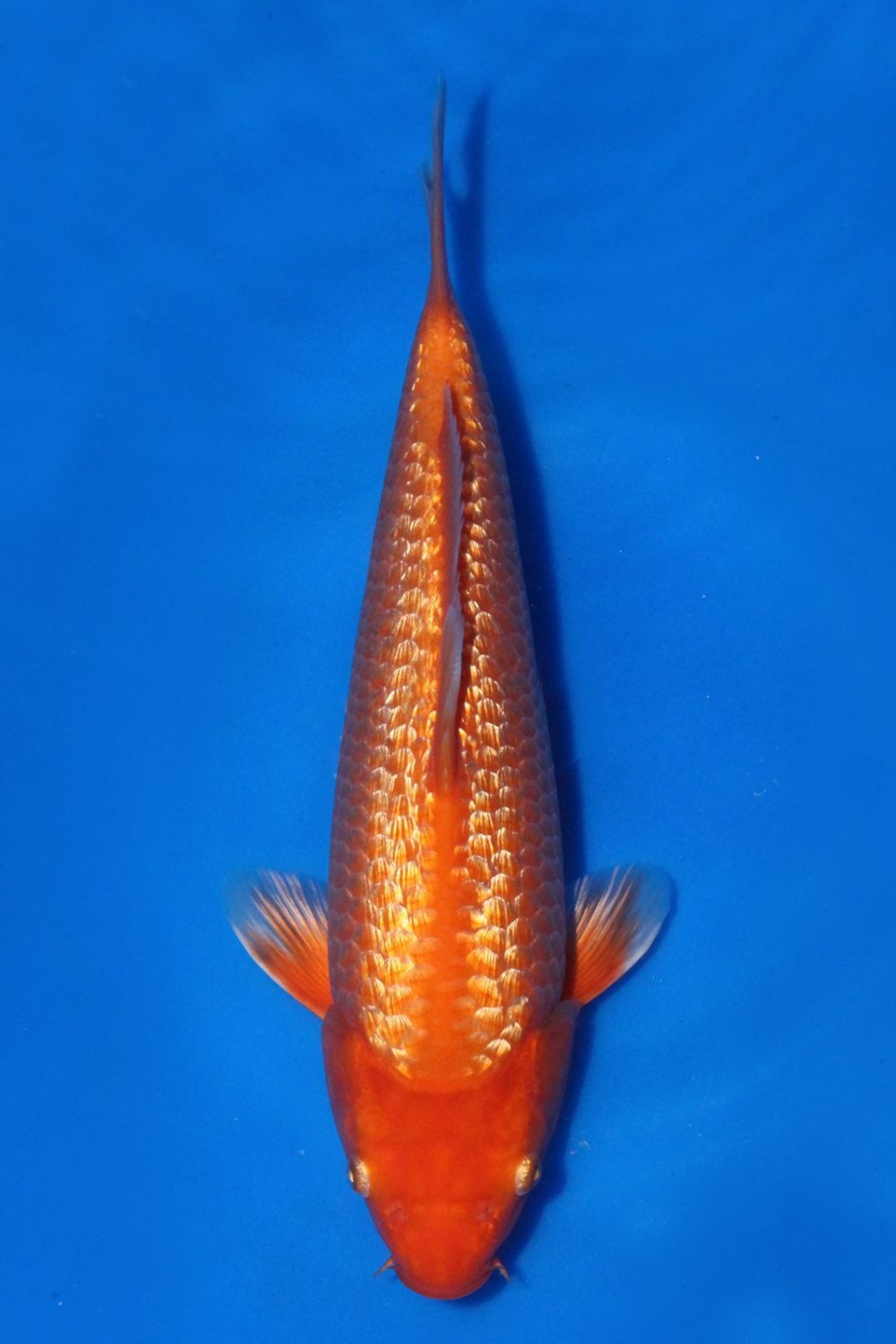 Juara 4