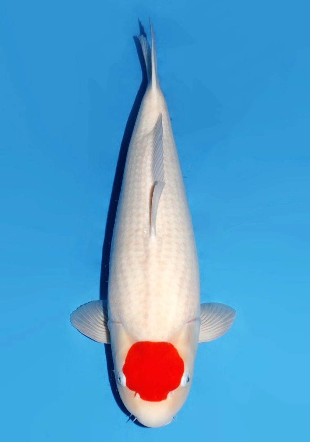 Best In Size C 66 - 70 cm