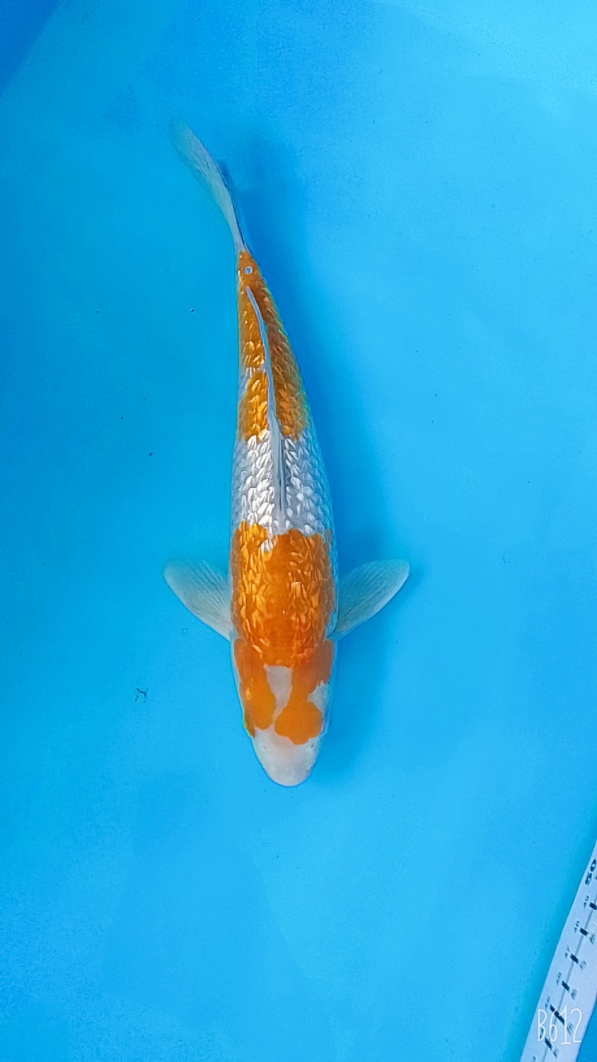Juara 4