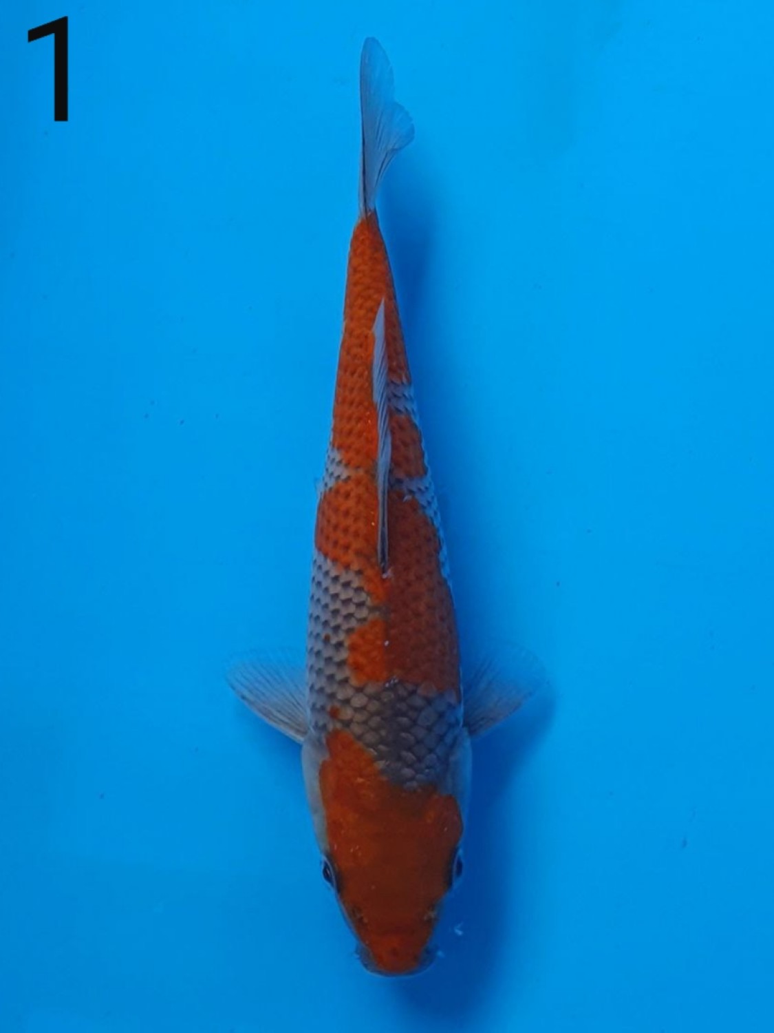 Juara 3