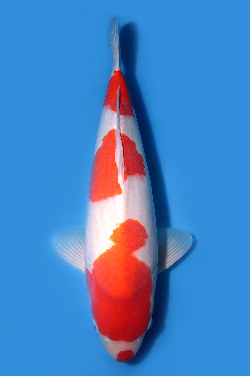 Juara 1