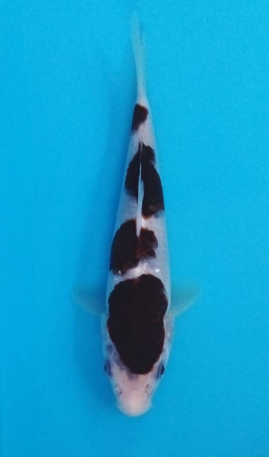 Juara 1