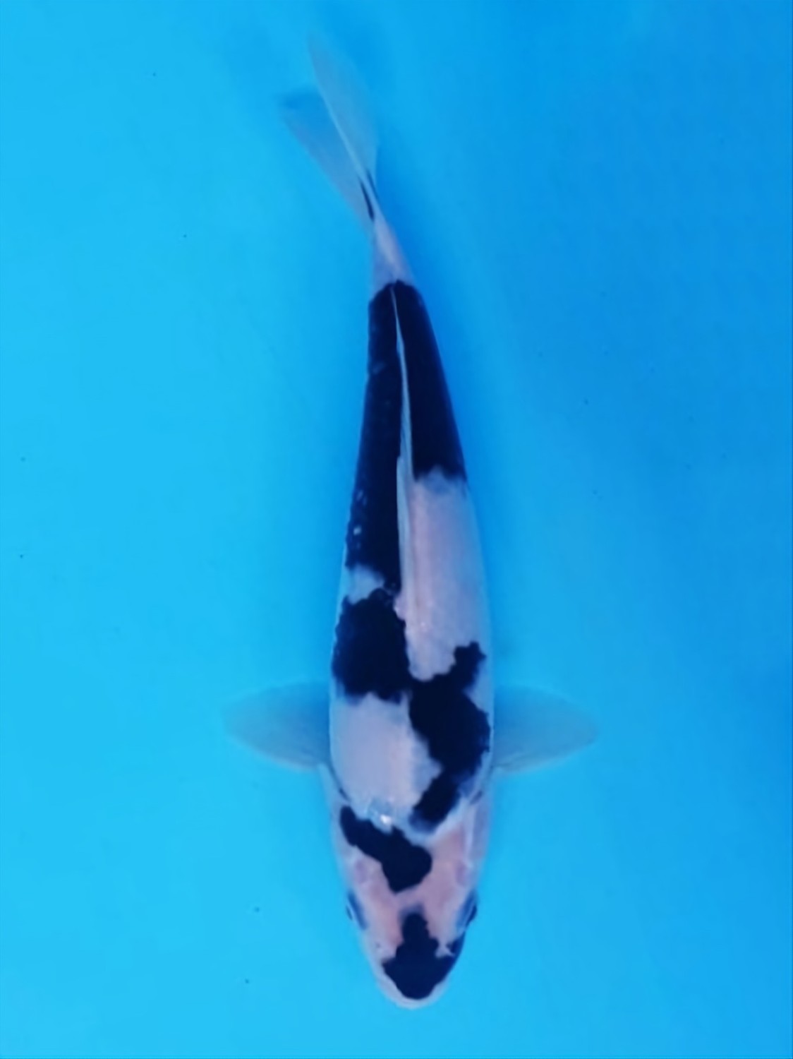Juara 1
