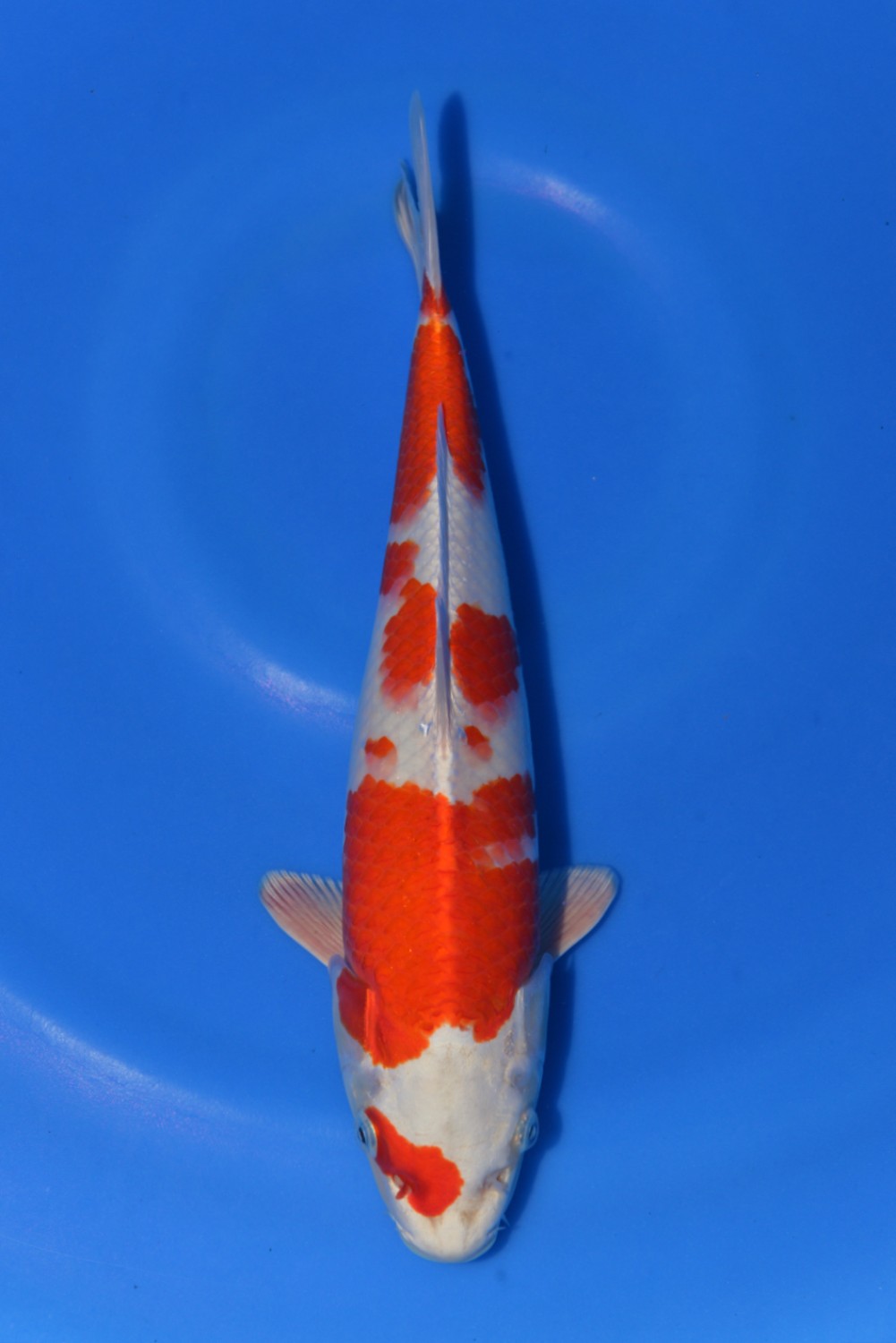 Juara 2