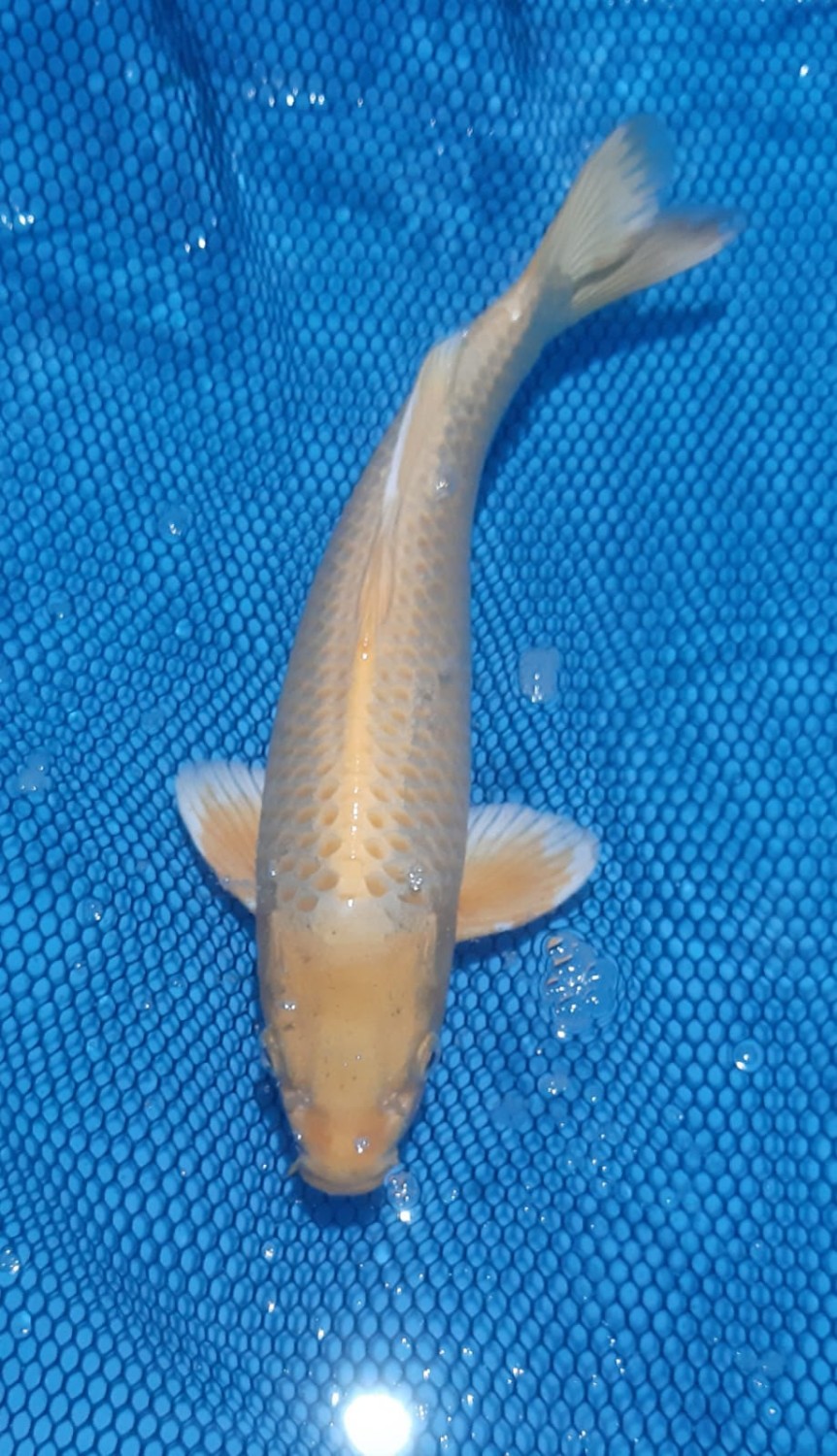 Juara 5