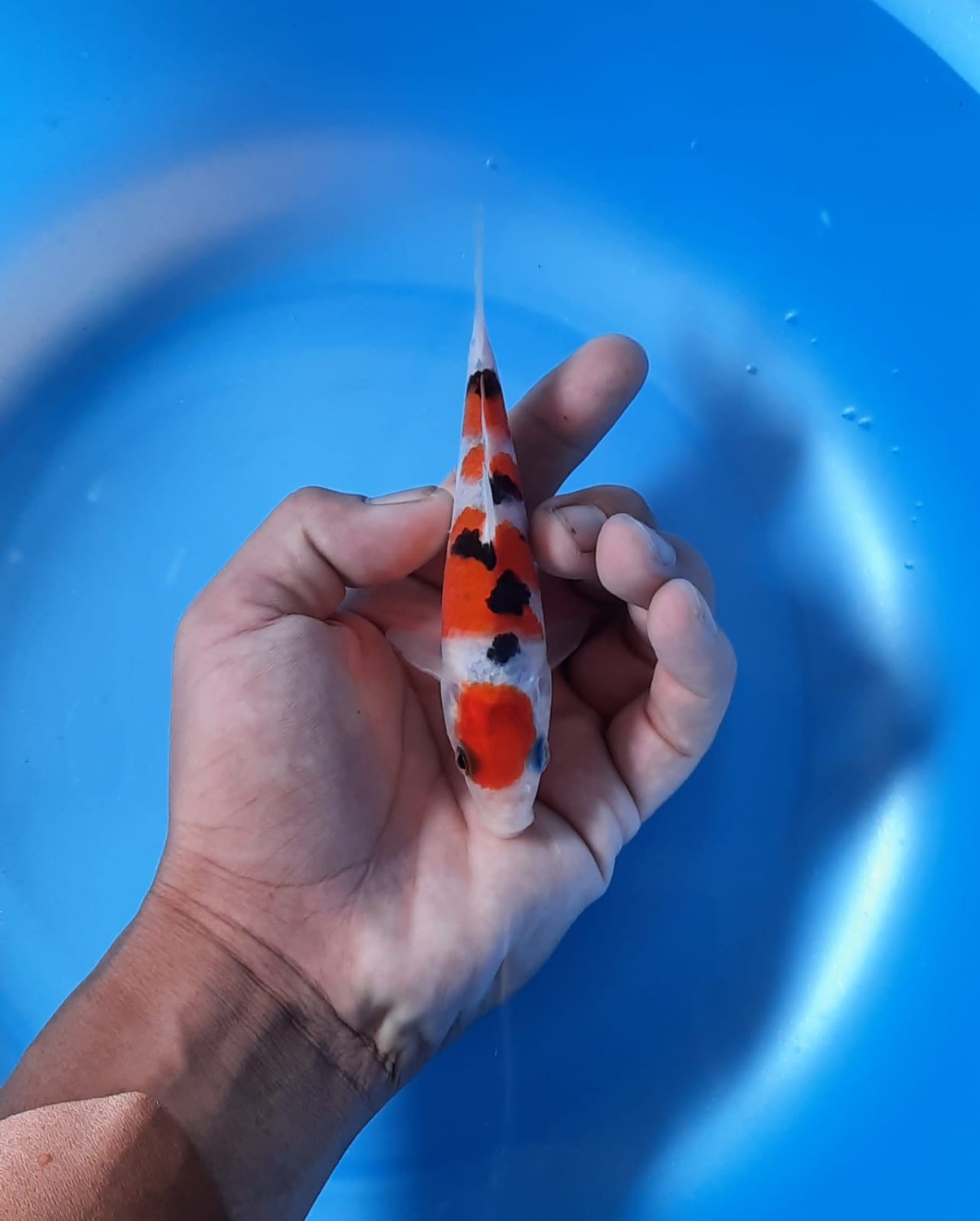Best In Size A Up To 12 cm
