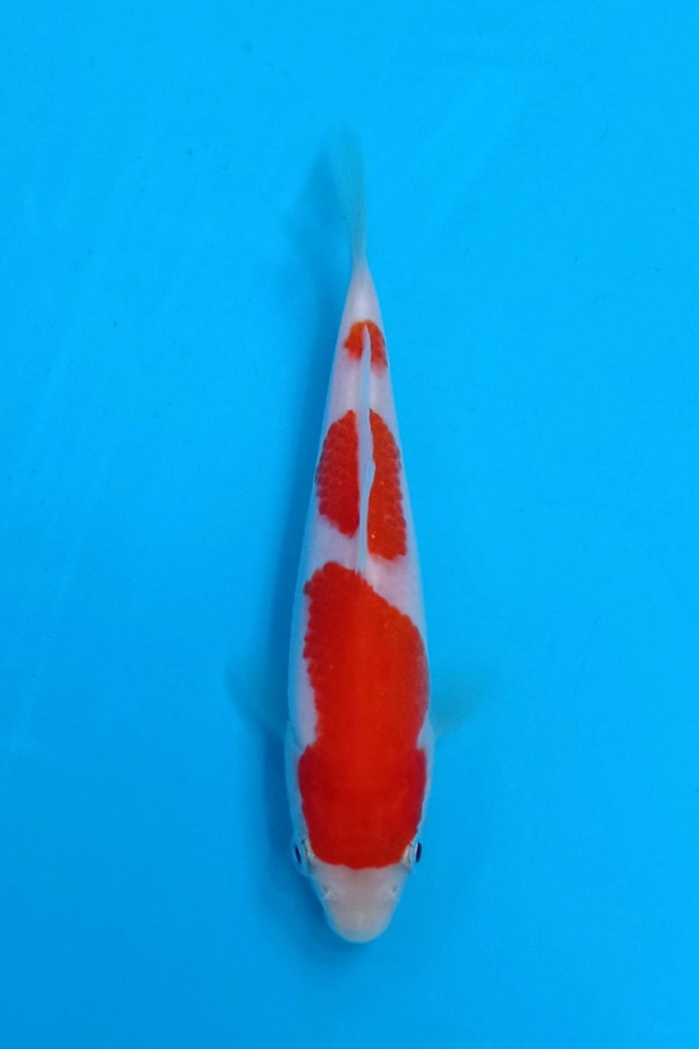 Juara 1