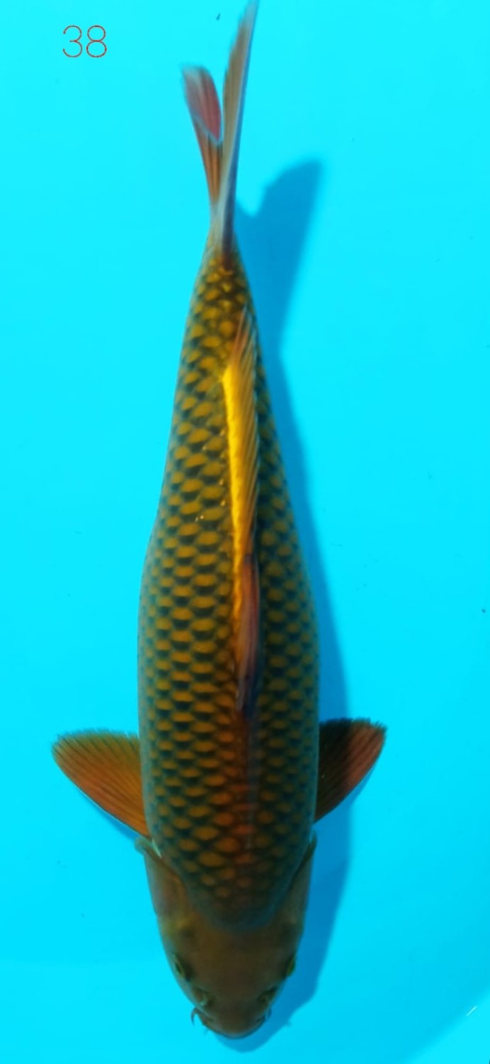 Juara 1