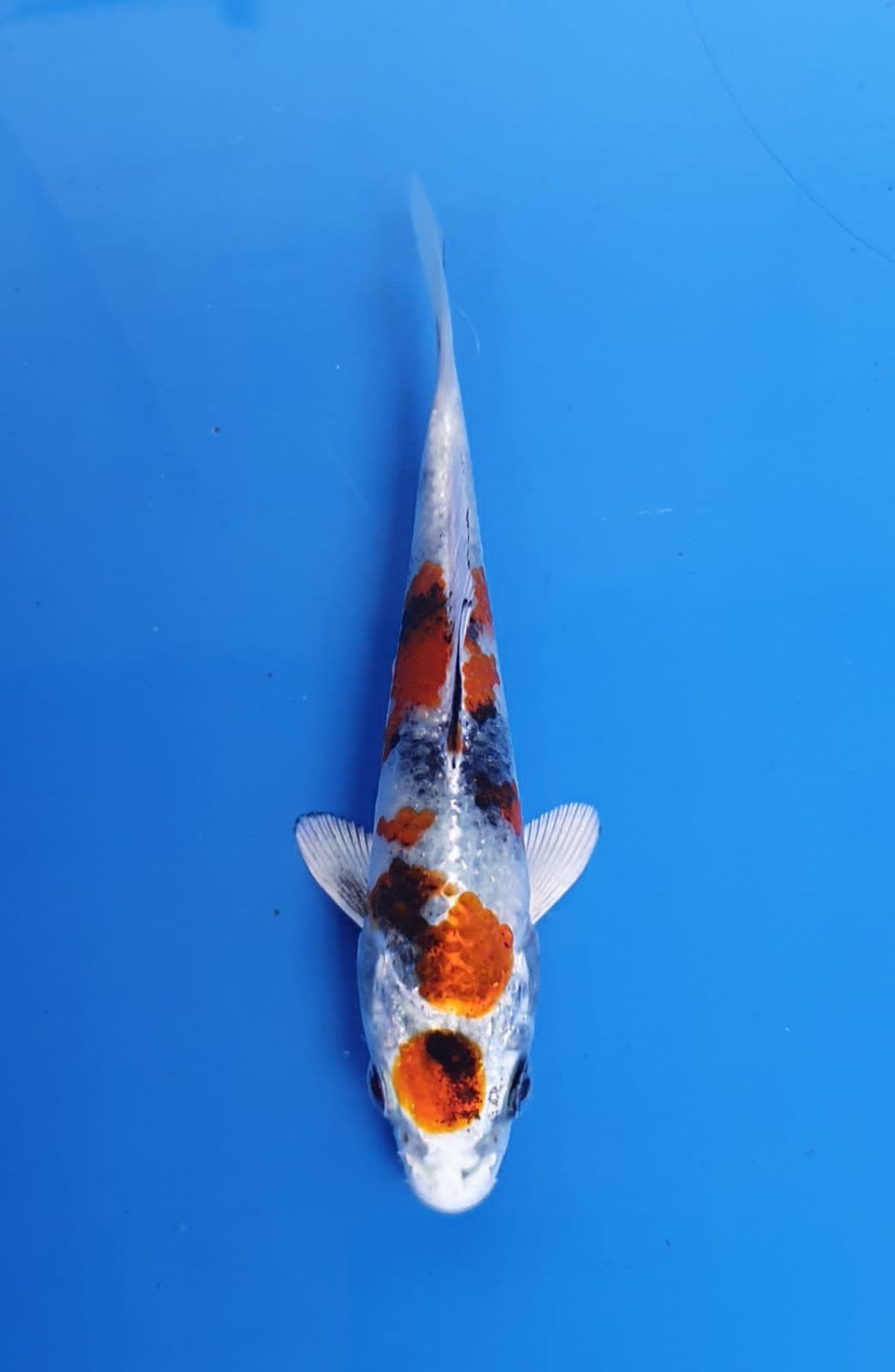 Juara 2