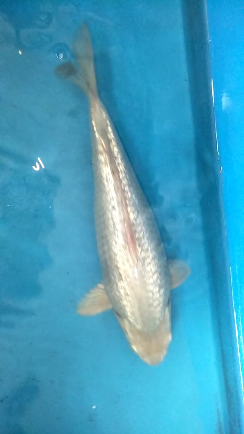 Juara 3