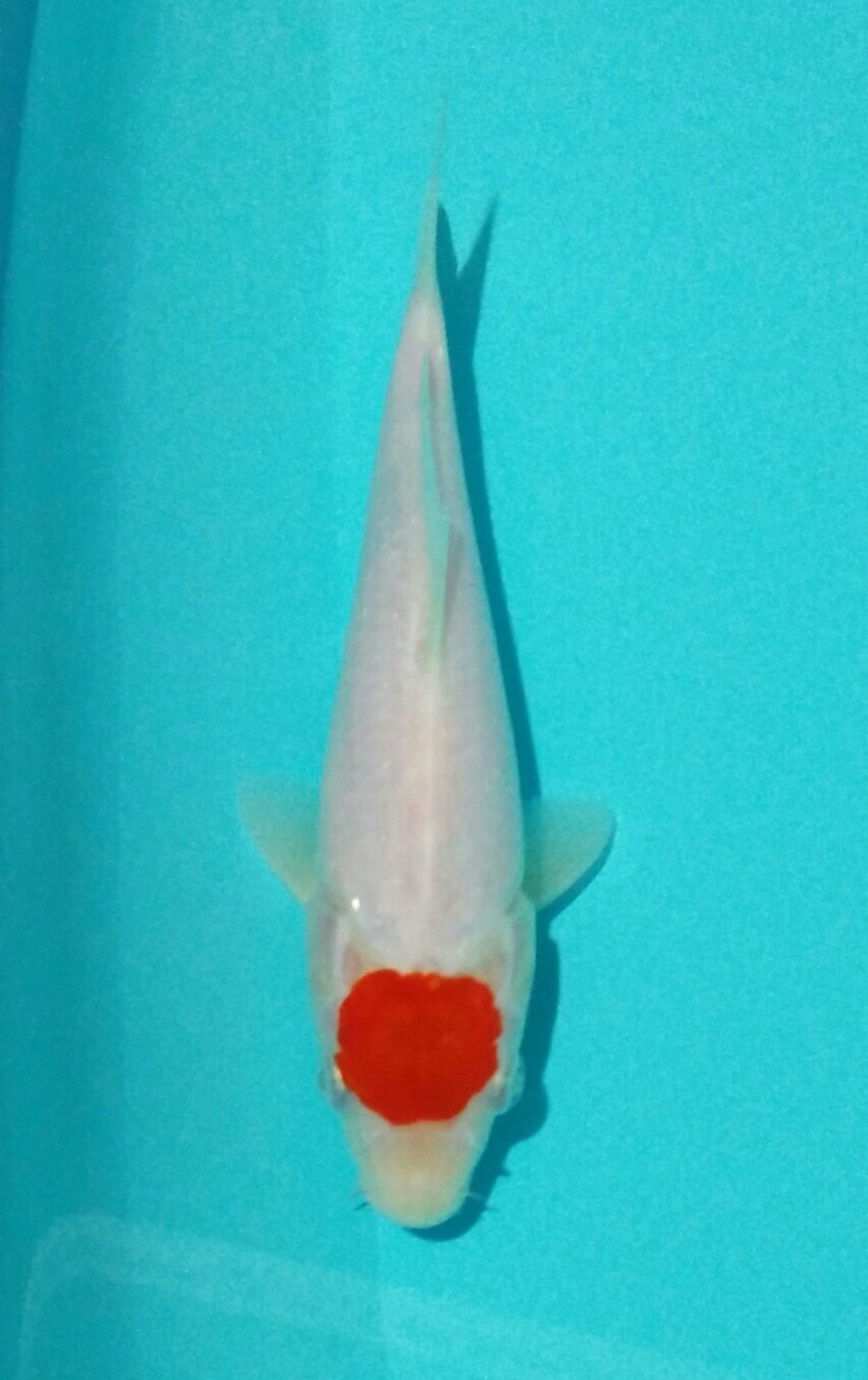 Juara 4