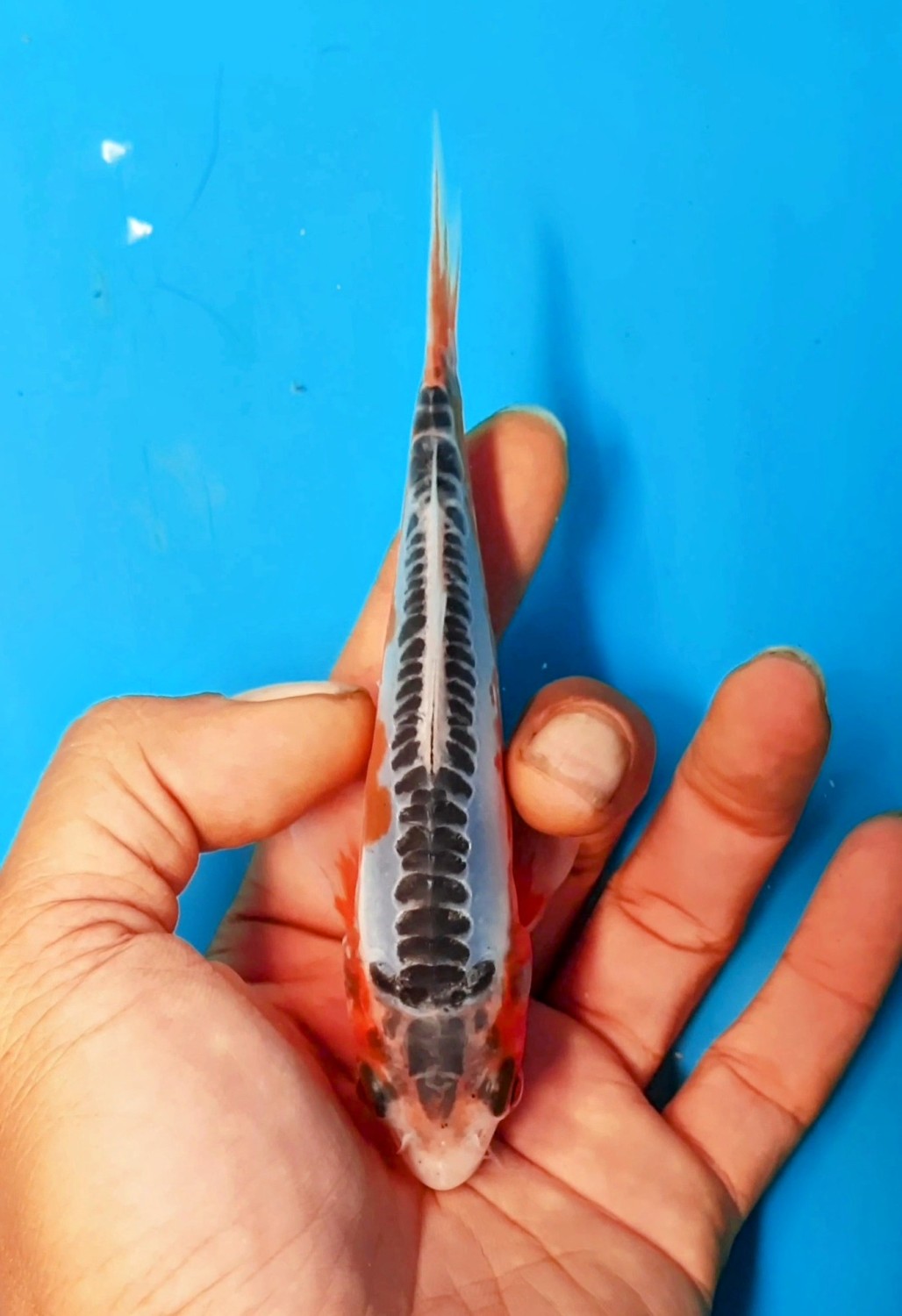 Juara 2