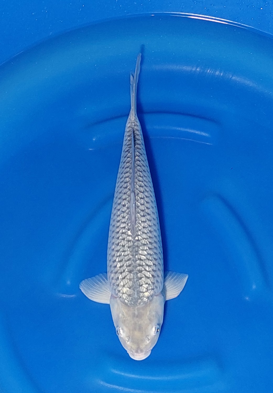 Juara 1