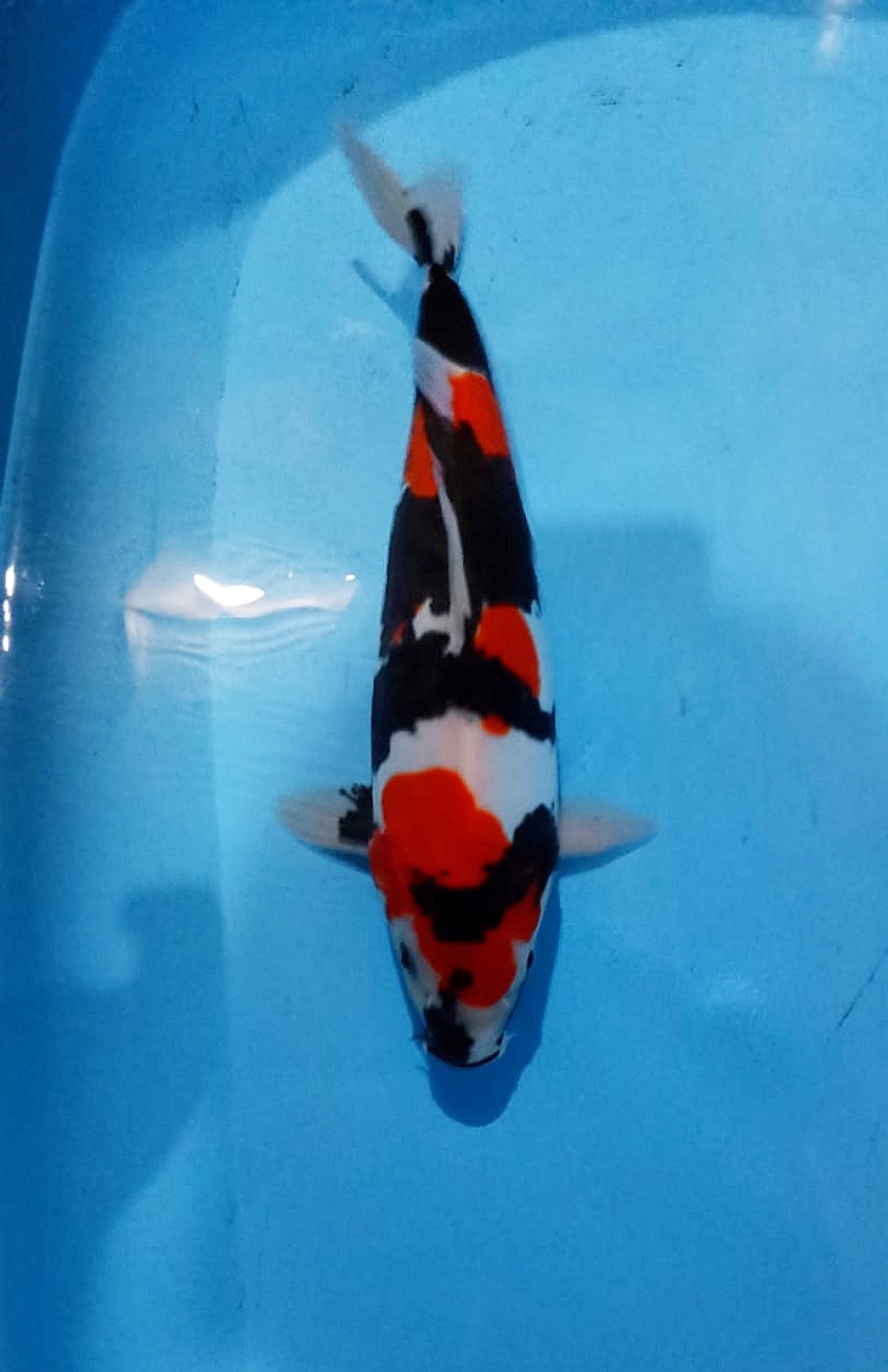 Juara 1