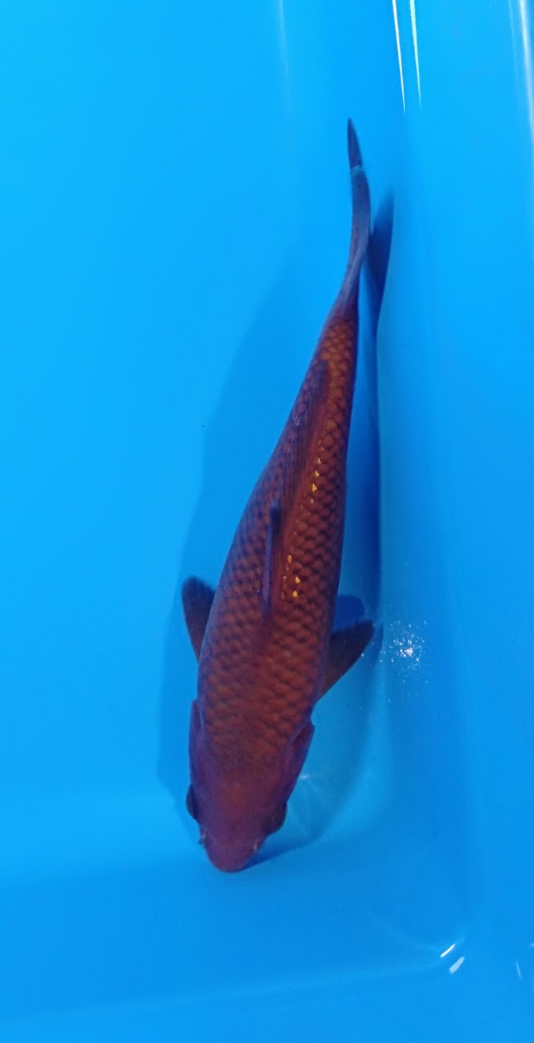 Juara 2