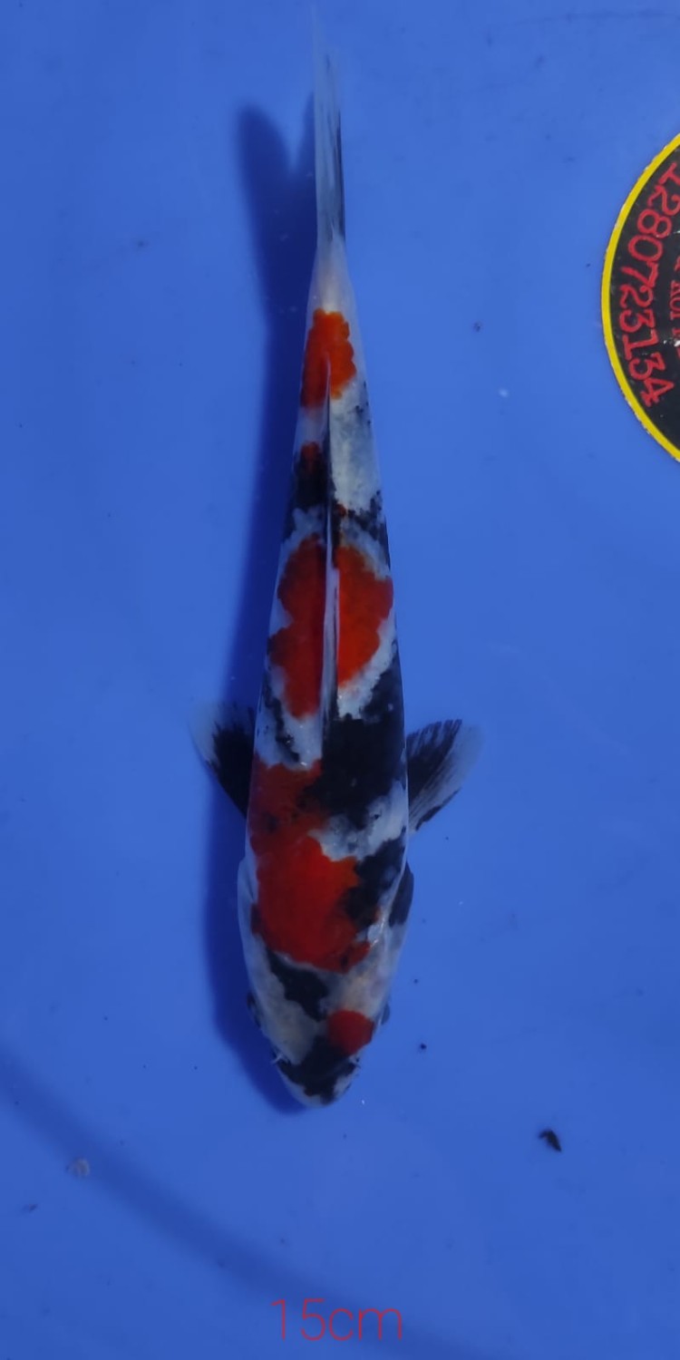 Juara 4