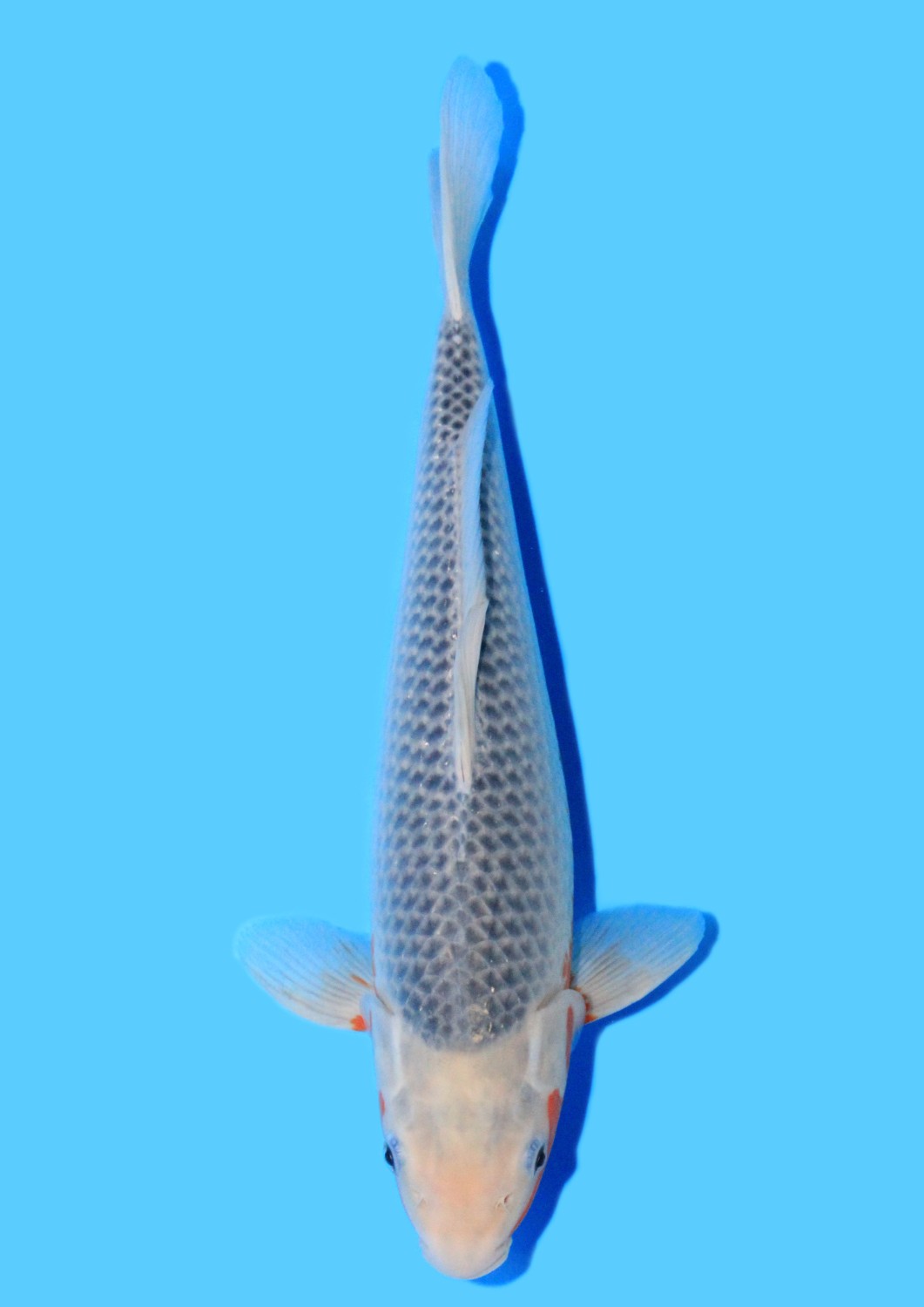 Juara 1