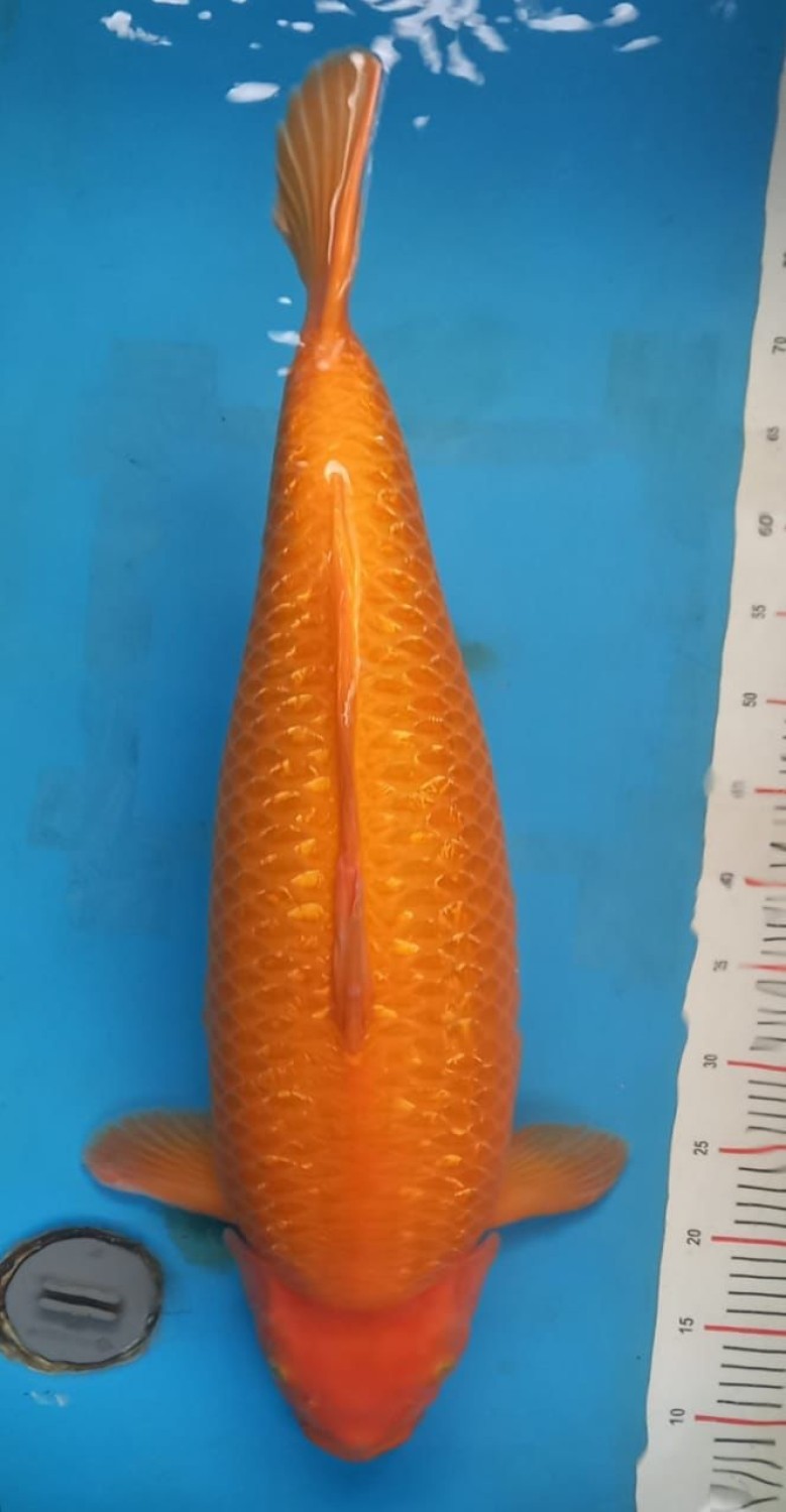 Juara 2
