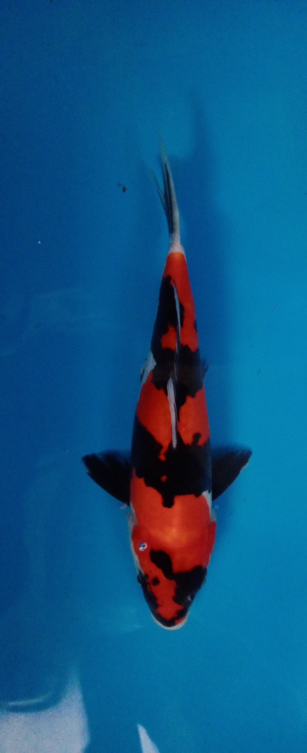Juara 1