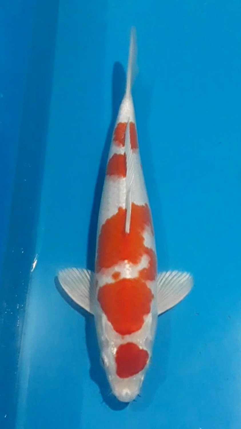 Juara 2