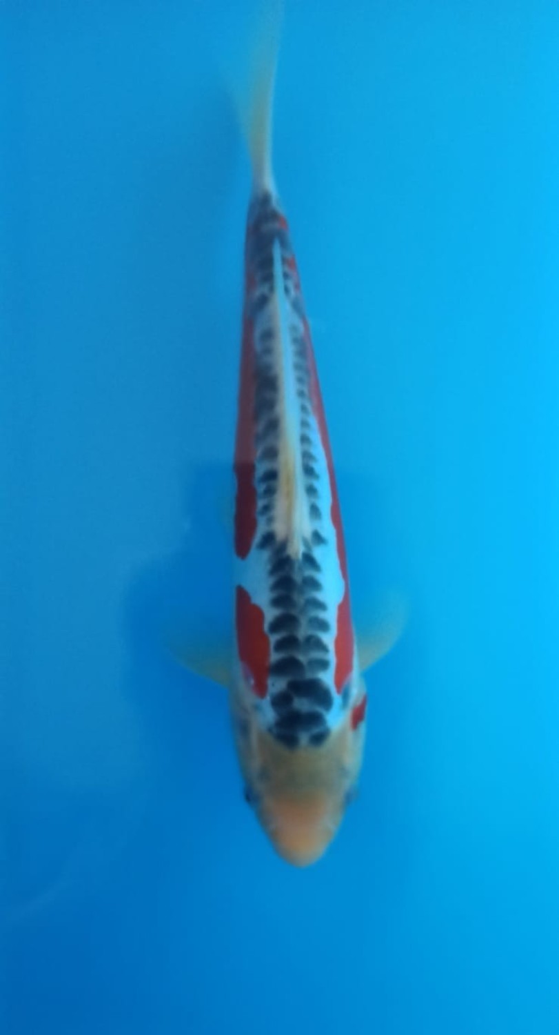 Juara 1