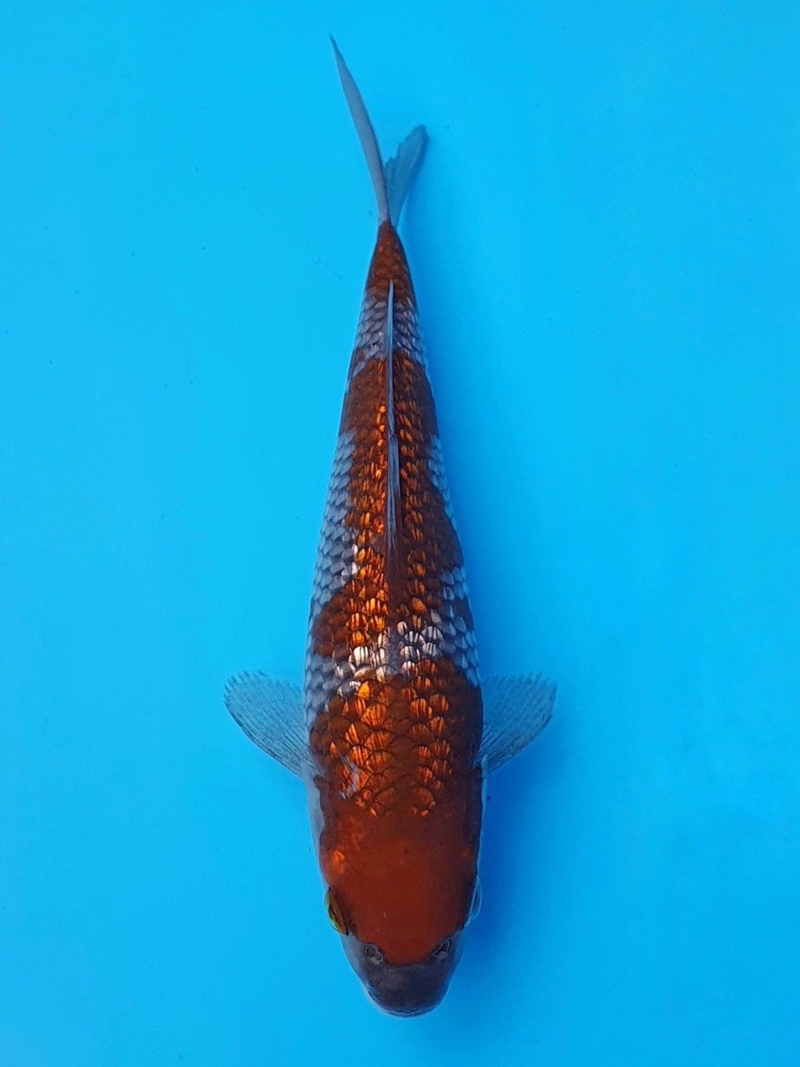 Juara 1