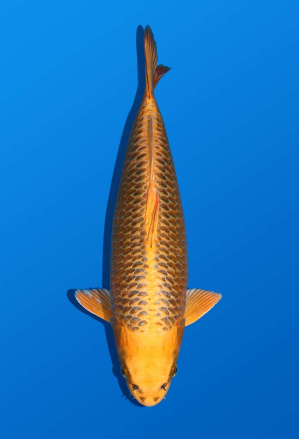 Juara 1