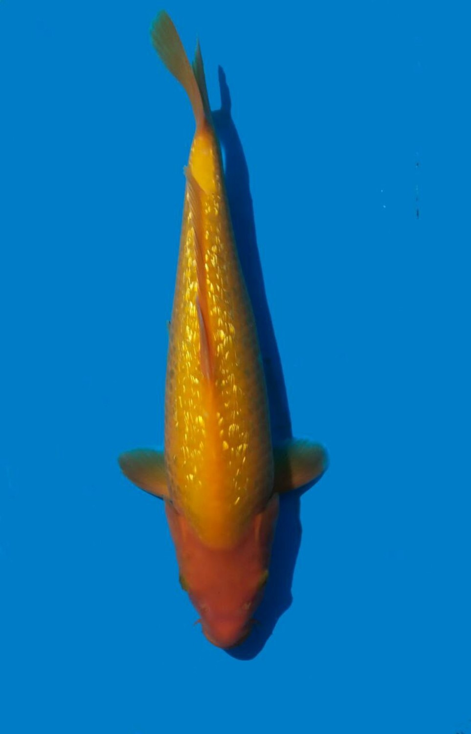 Juara 3