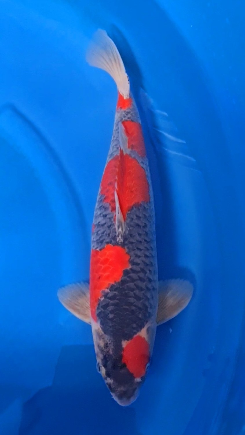 Juara 1