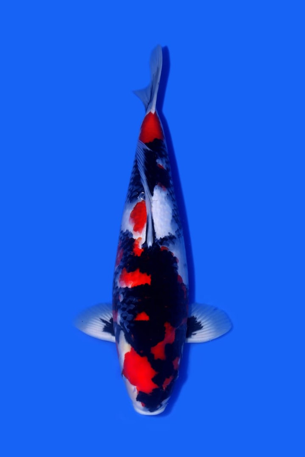 Juara 1