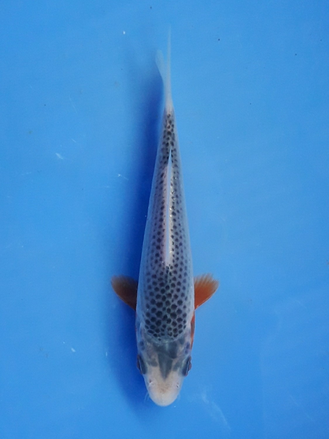 Juara 1
