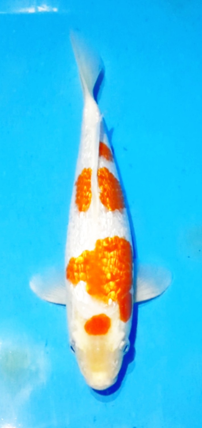 Juara 4
