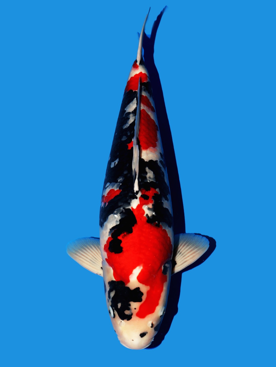 Juara 1