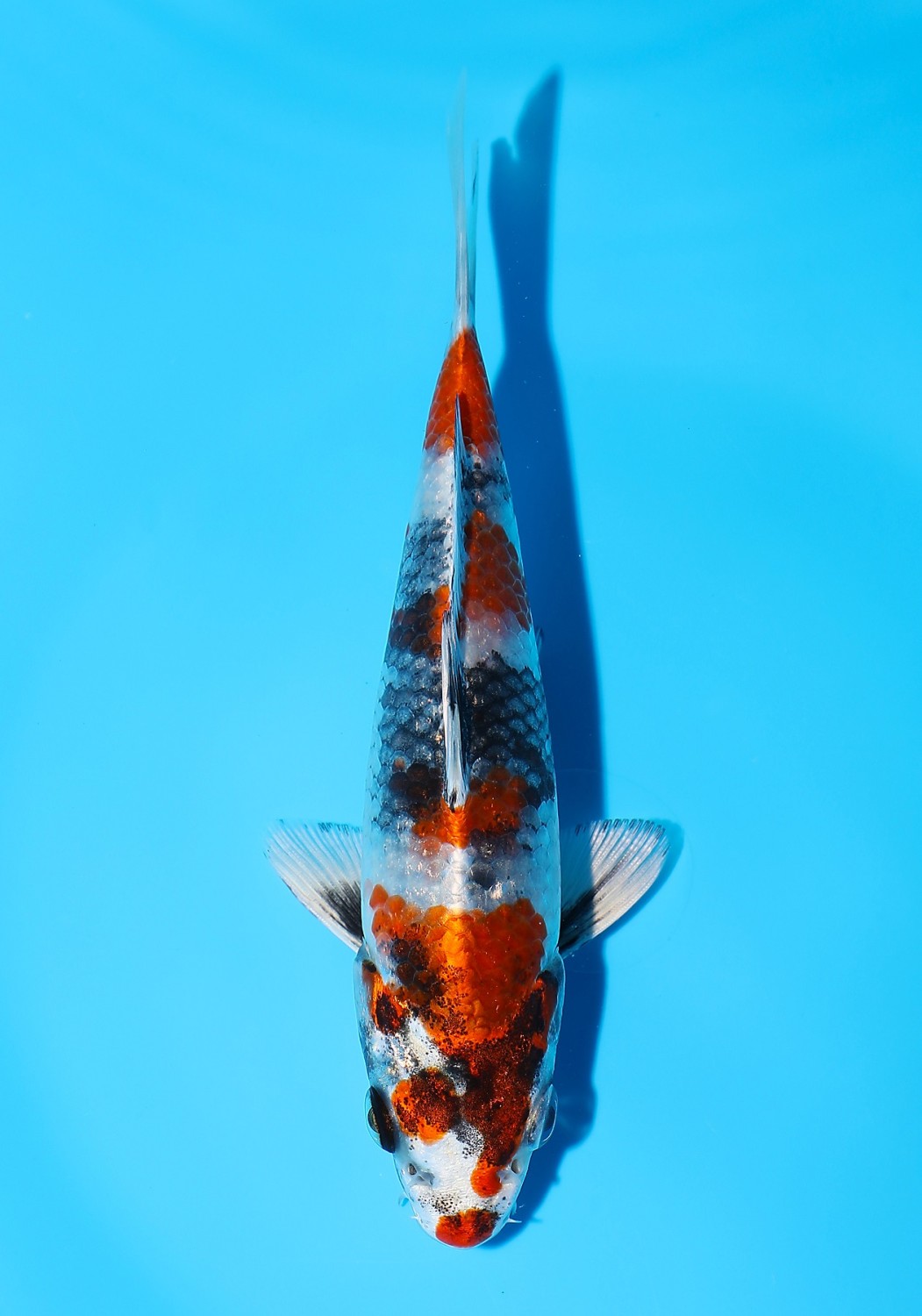 Juara 2